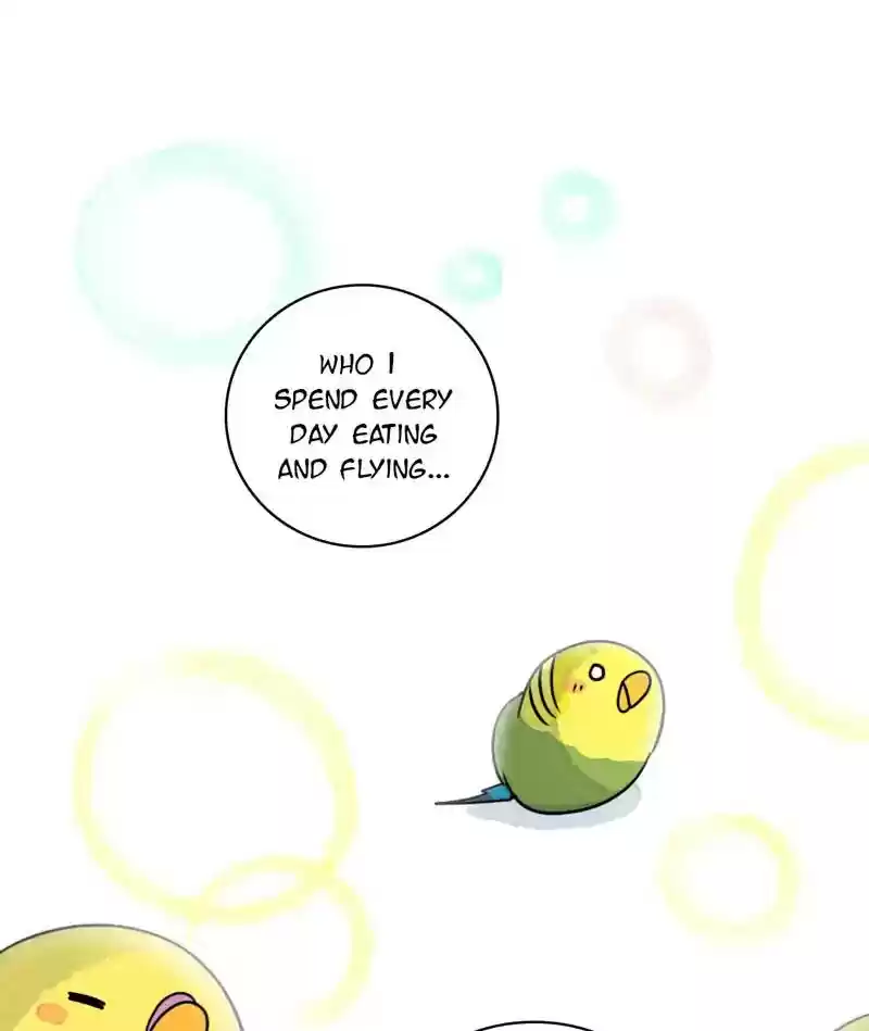 A Budgie's Life Chapter 241: Ep.240: