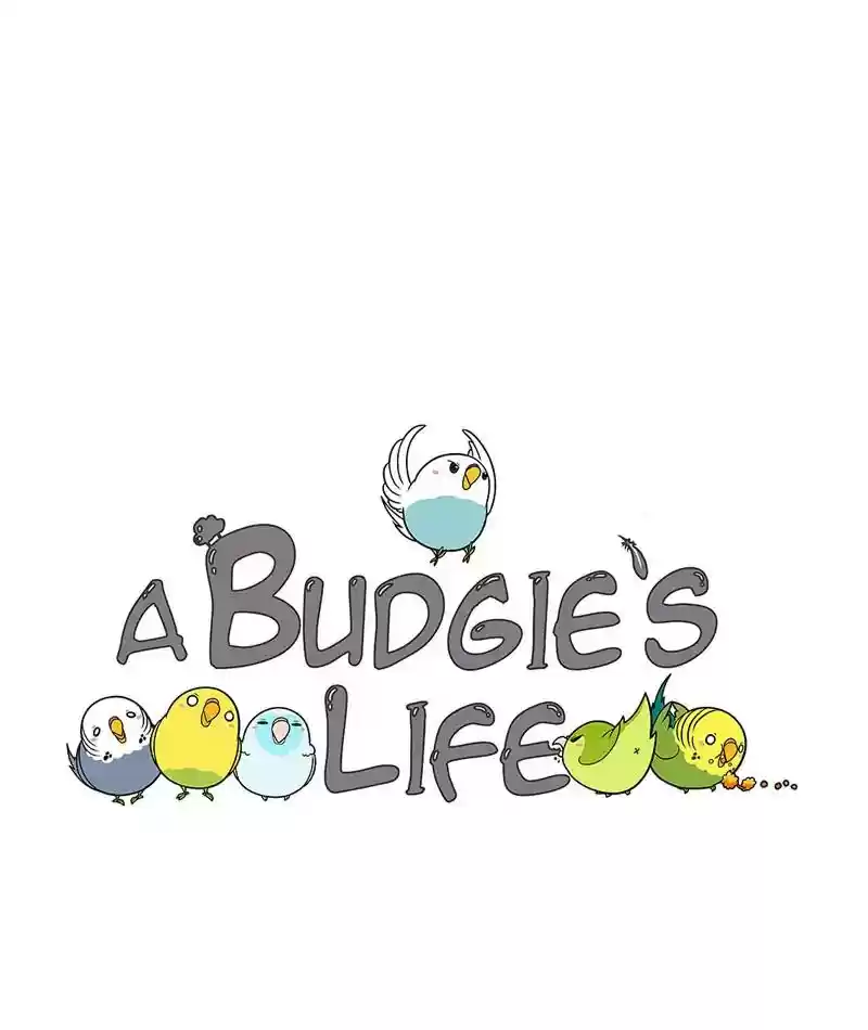 A Budgie's Life Chapter 242: Ep.241: