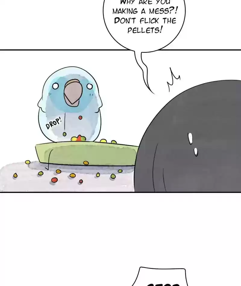 A Budgie's Life Chapter 243: Ep.242: