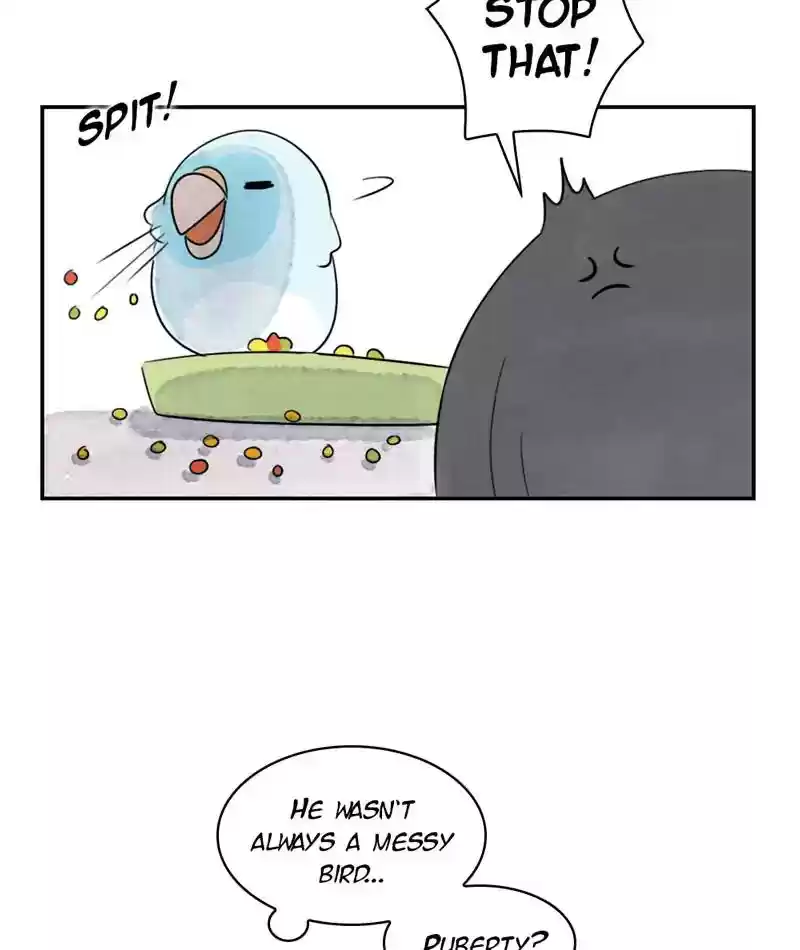 A Budgie's Life Chapter 243: Ep.242: