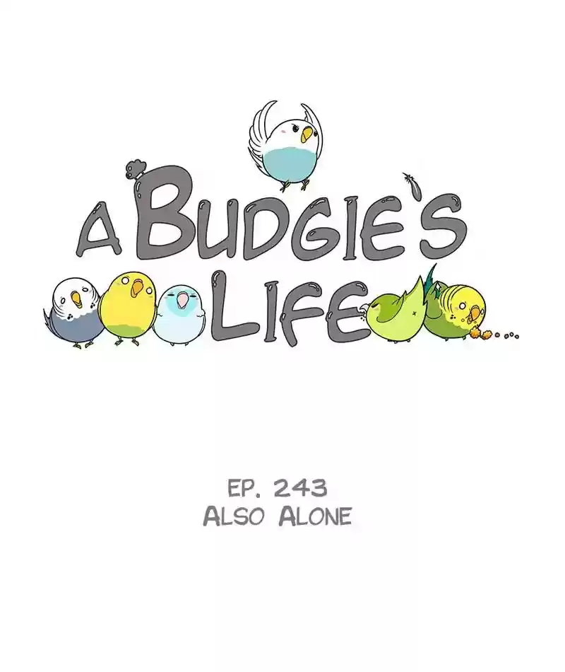 A Budgie's Life Chapter 244: Ep.243: