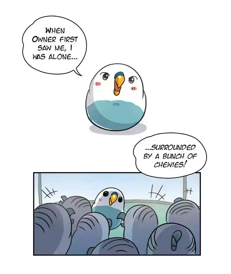 A Budgie's Life Chapter 244: Ep.243: