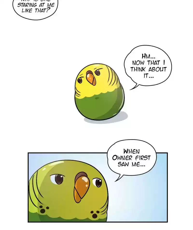A Budgie's Life Chapter 244: Ep.243: