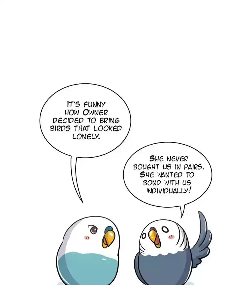 A Budgie's Life Chapter 244: Ep.243:
