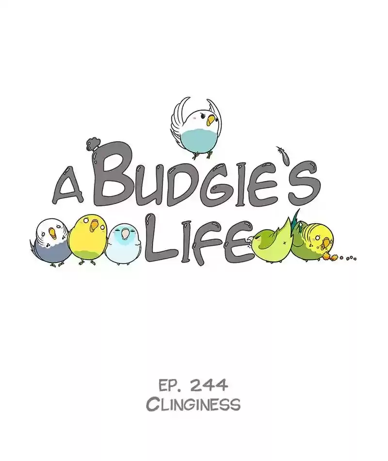 A Budgie's Life Chapter 245: Ep.244:
