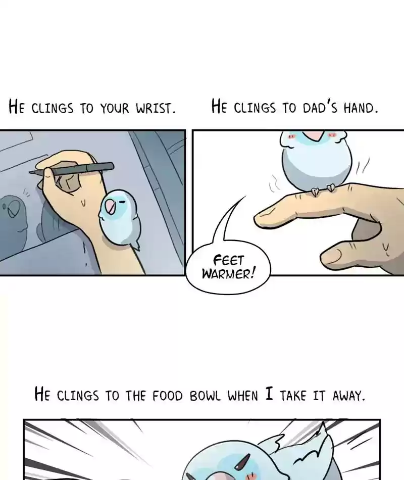 A Budgie's Life Chapter 245: Ep.244: