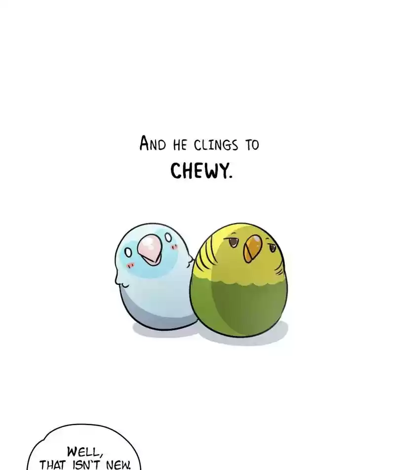 A Budgie's Life Chapter 245: Ep.244: