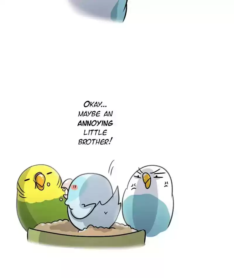 A Budgie's Life Chapter 245: Ep.244:
