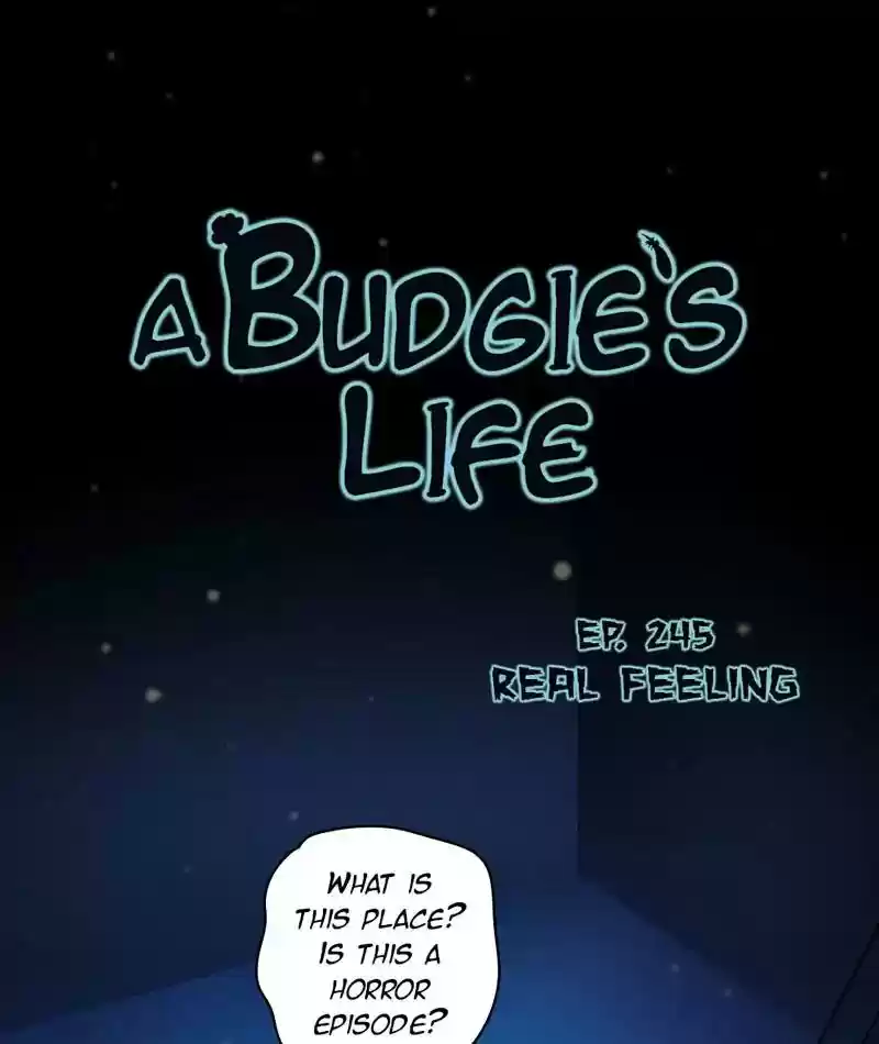A Budgie's Life Chapter 246: Ep.245: