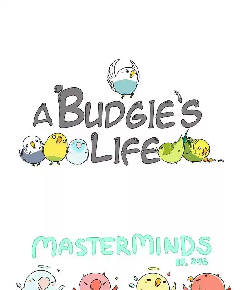 A Budgie's Life Chapter 247: Ep.246: