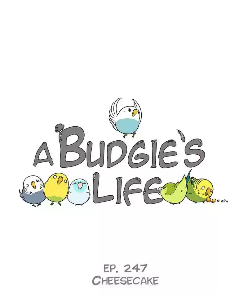 A Budgie's Life Chapter 248: Ep.247: