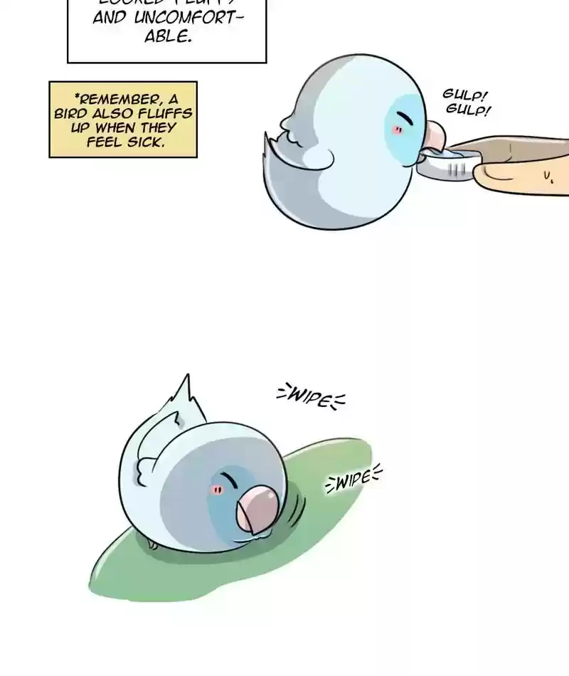A Budgie's Life Chapter 248: Ep.247: