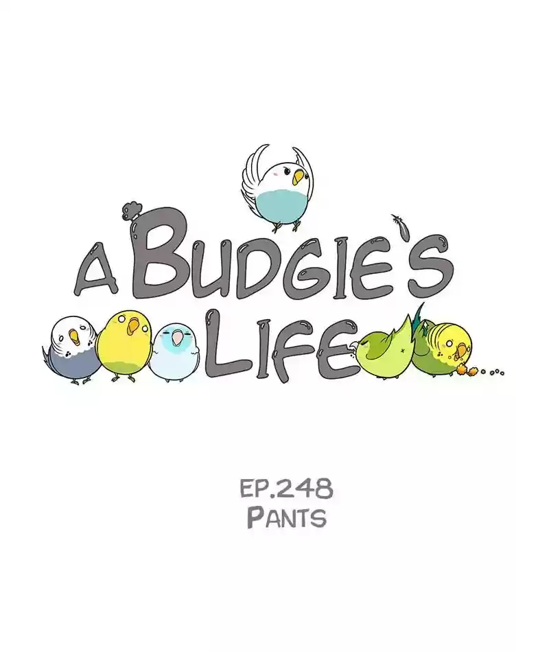 A Budgie's Life Chapter 249: Ep.248: