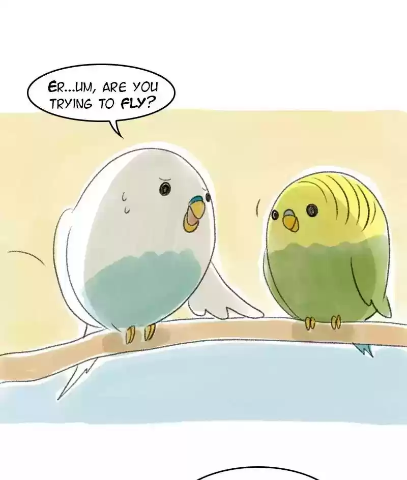 A Budgie's Life Chapter 25: Ep.25: