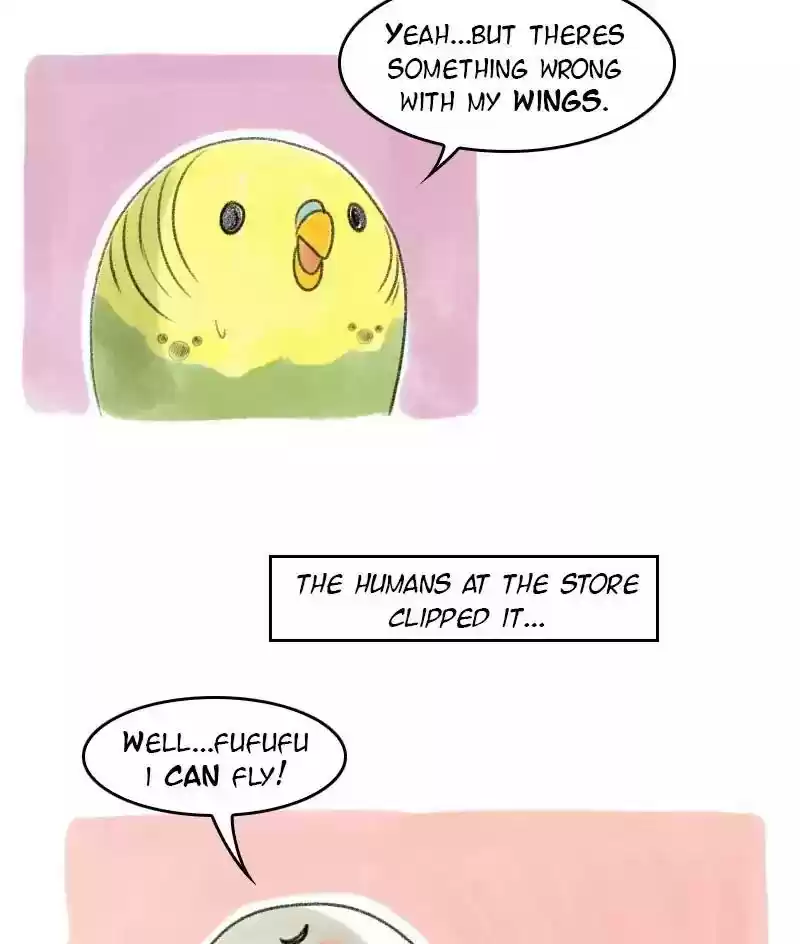 A Budgie's Life Chapter 25: Ep.25:
