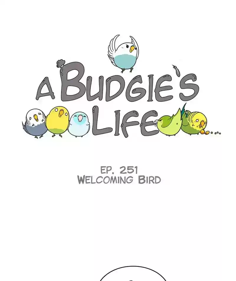 A Budgie's Life Chapter 252: Ep.251: