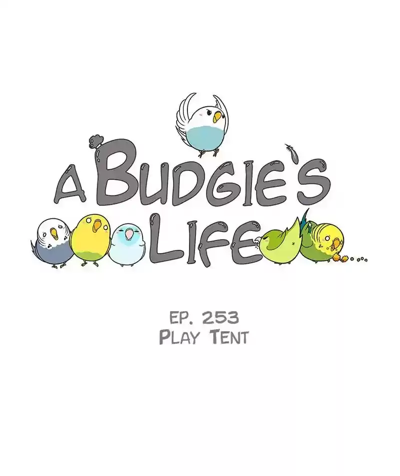 A Budgie's Life Chapter 254: Ep.253: