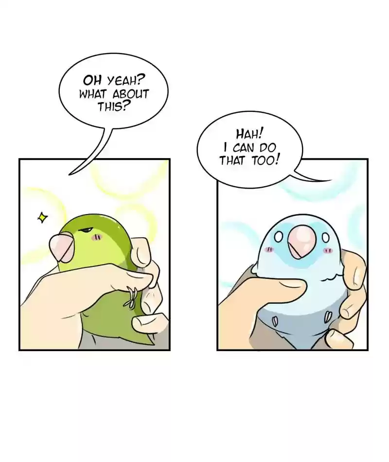 A Budgie's Life Chapter 256: Ep.255:
