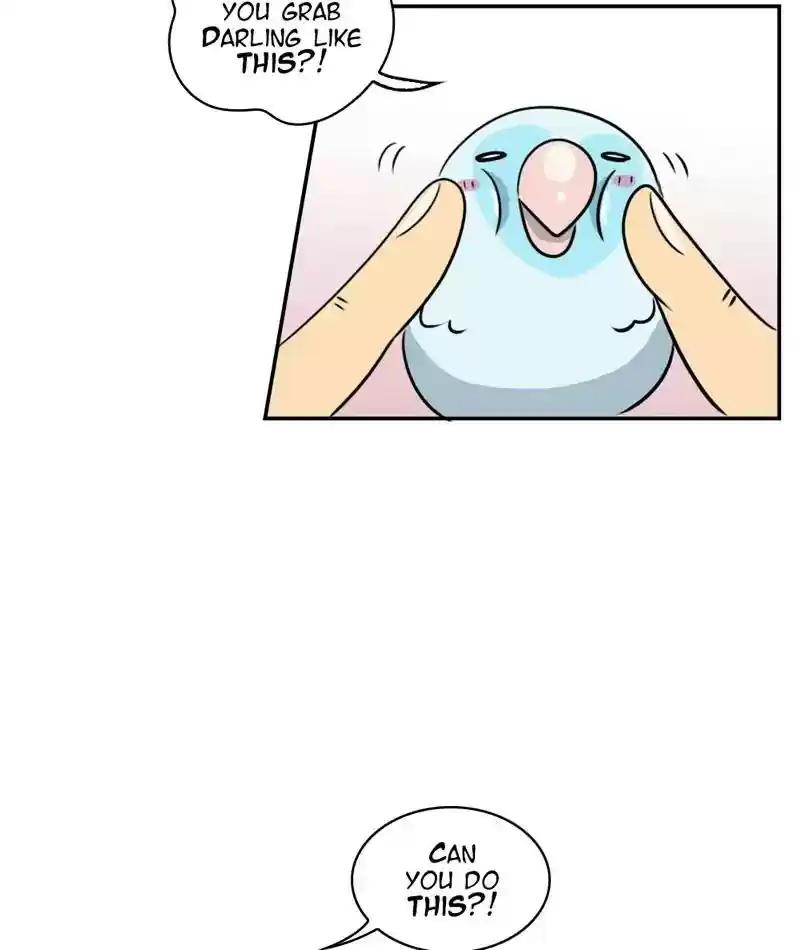 A Budgie's Life Chapter 256: Ep.255: