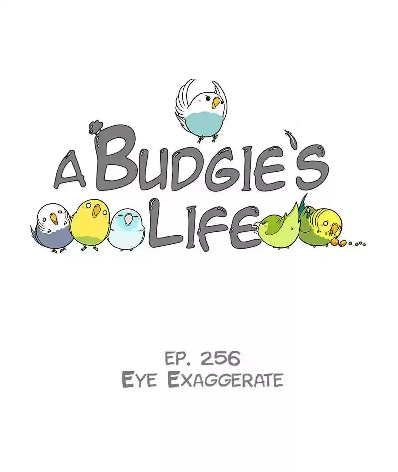 A Budgie's Life Chapter 257: Ep.256: