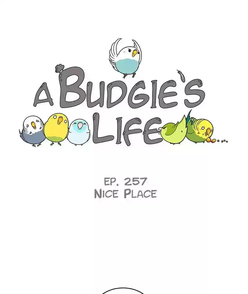 A Budgie's Life Chapter 258: Ep.257: