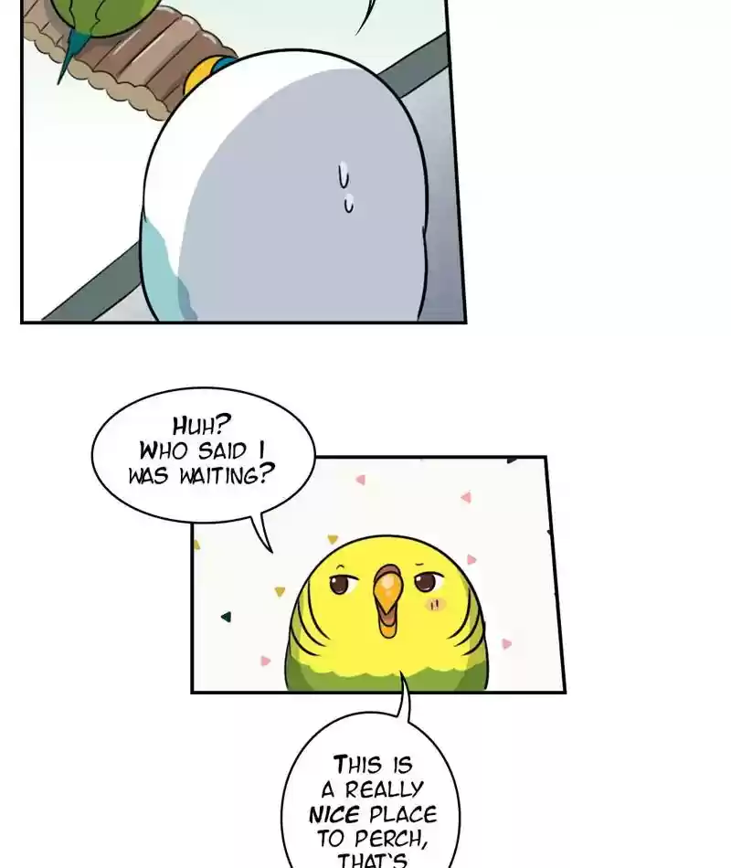 A Budgie's Life Chapter 258: Ep.257: