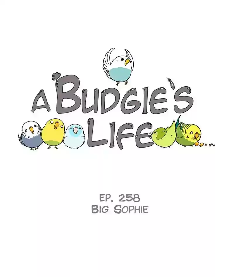A Budgie's Life Chapter 259: Ep.258: