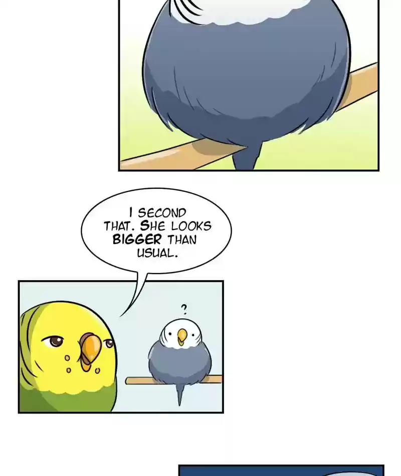 A Budgie's Life Chapter 259: Ep.258: