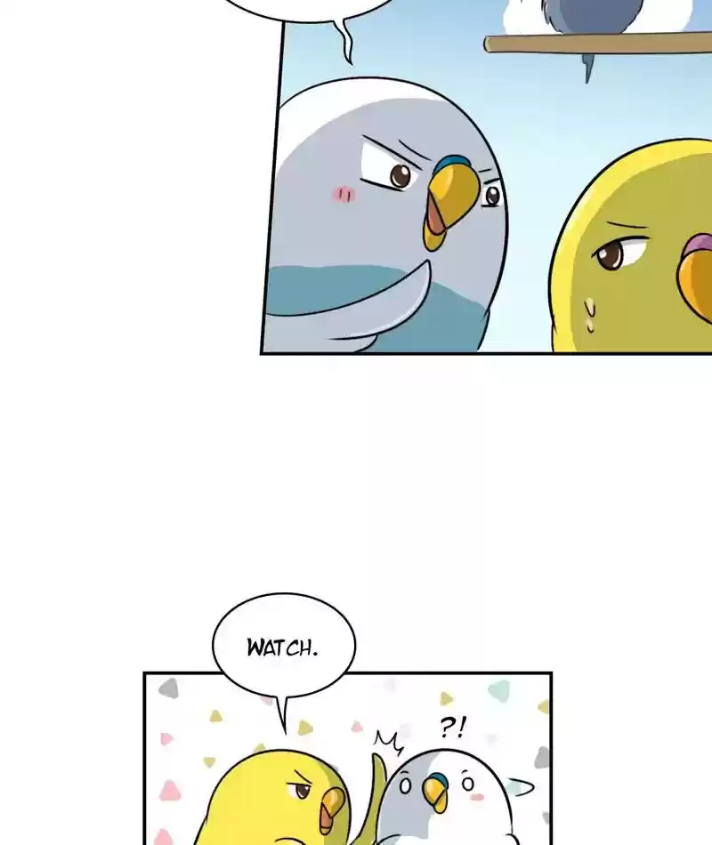 A Budgie's Life Chapter 259: Ep.258: