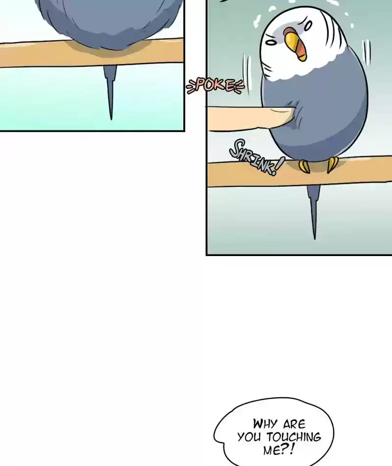 A Budgie's Life Chapter 259: Ep.258: