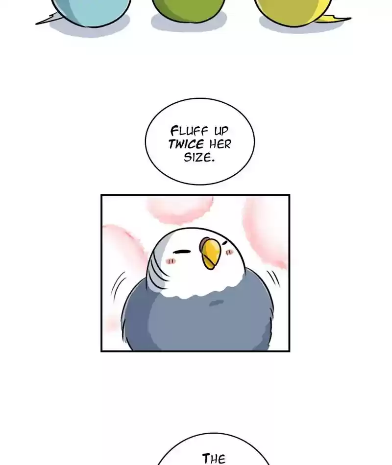 A Budgie's Life Chapter 259: Ep.258: