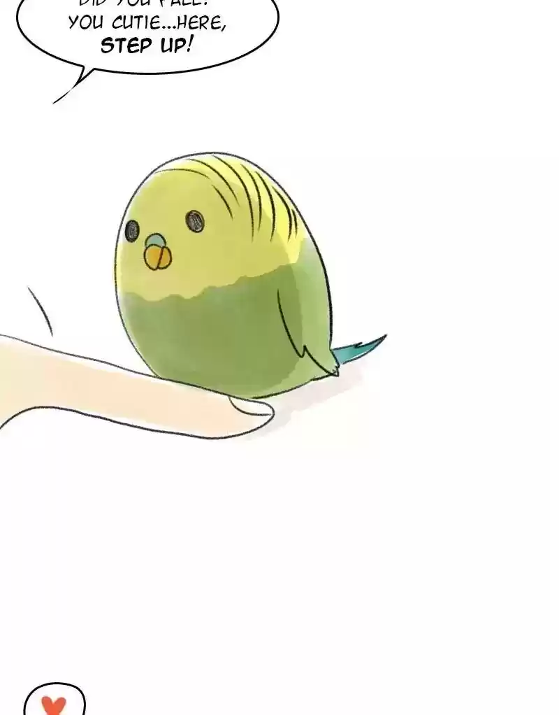 A Budgie's Life Chapter 26: Ep.26: