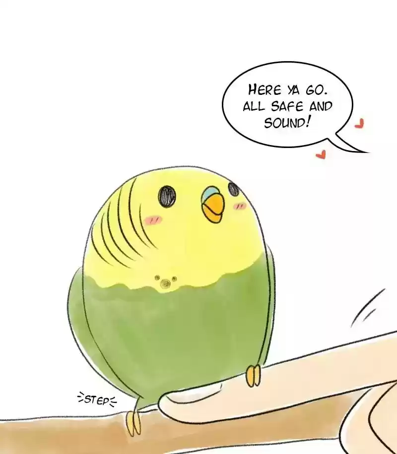 A Budgie's Life Chapter 26: Ep.26: