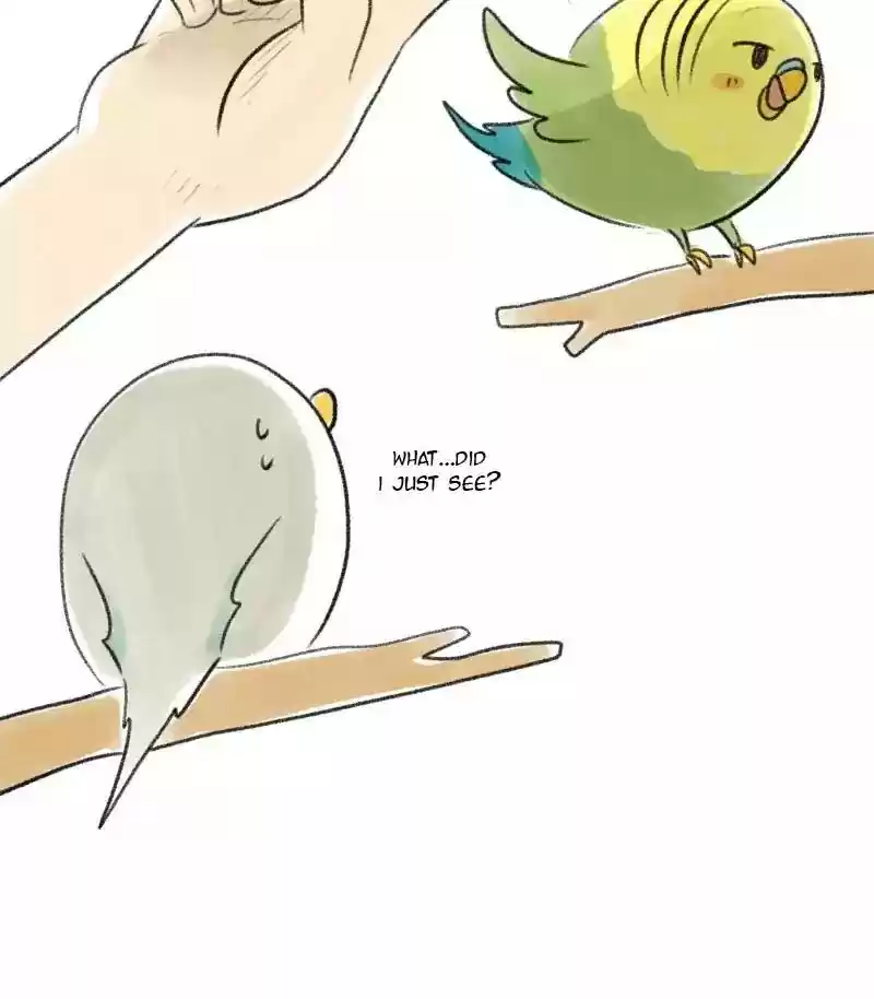 A Budgie's Life Chapter 26: Ep.26: