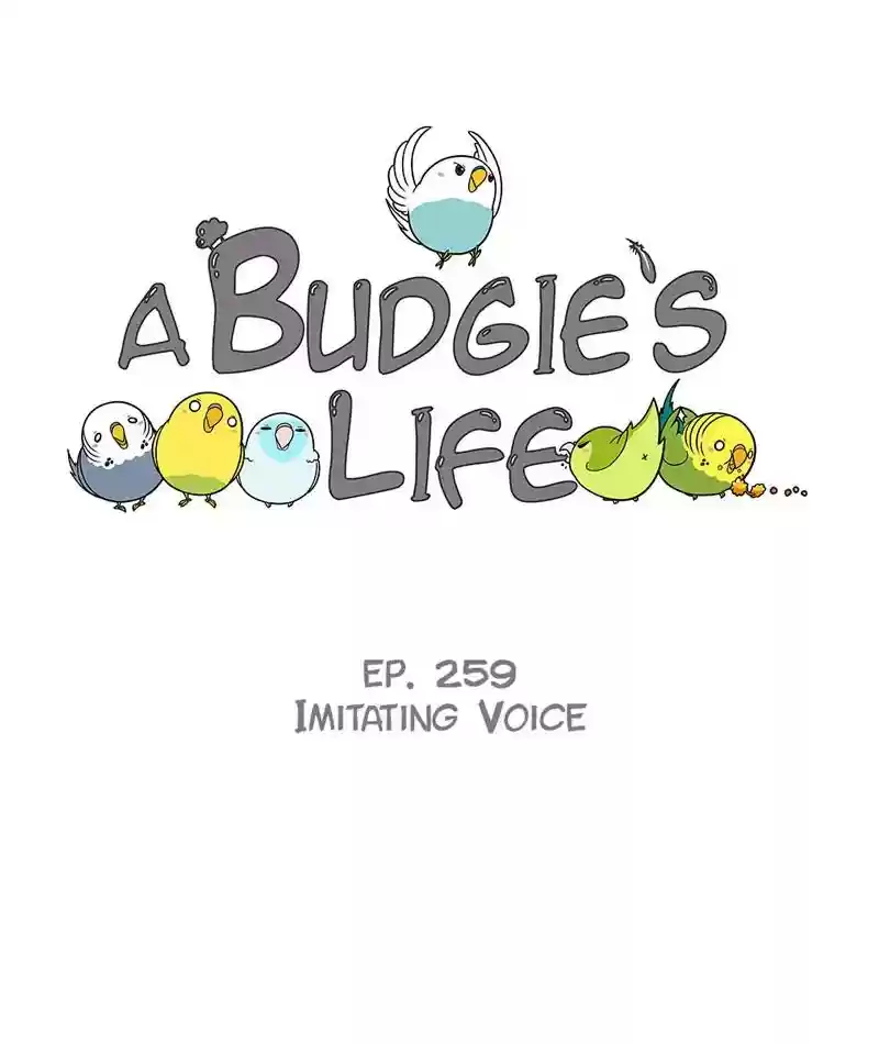 A Budgie's Life Chapter 260: Ep.259: