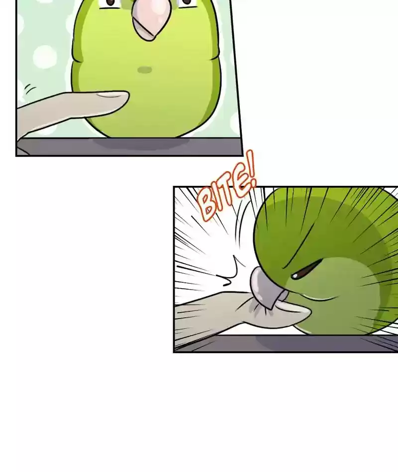 A Budgie's Life Chapter 260: Ep.259: