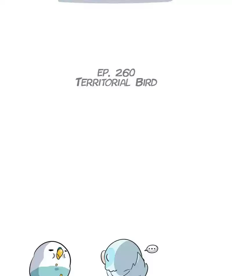 A Budgie's Life Chapter 261: Ep.260: