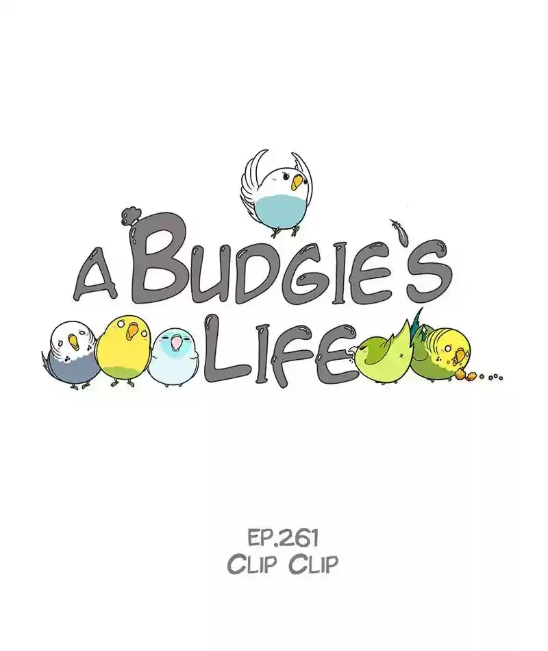 A Budgie's Life Chapter 262: Ep.261: