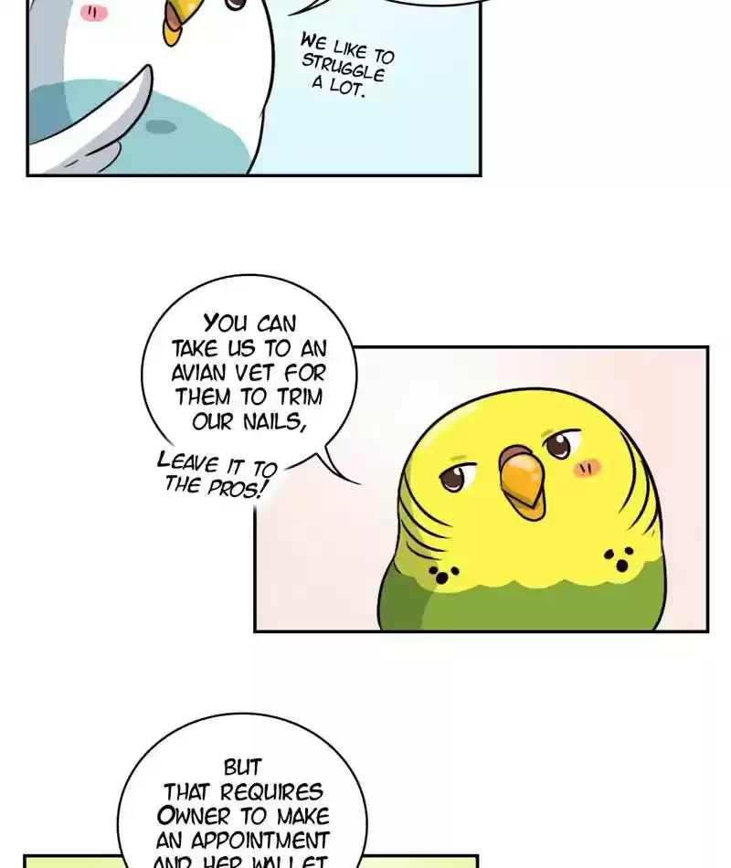 A Budgie's Life Chapter 262: Ep.261: