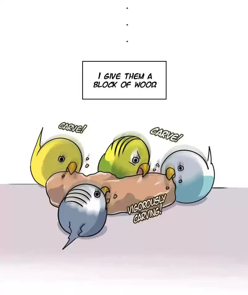 A Budgie's Life Chapter 262: Ep.261: