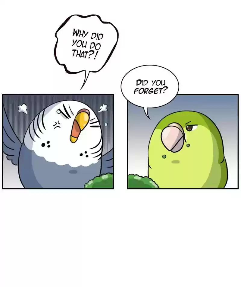 A Budgie's Life Chapter 266: Ep.265: