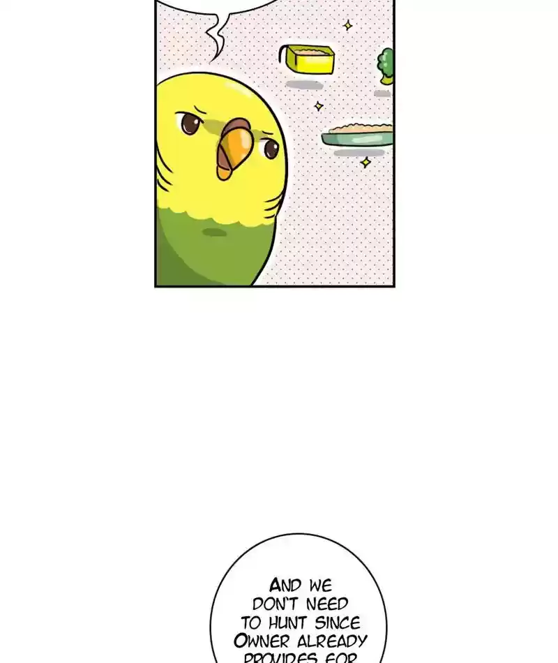 A Budgie's Life Chapter 267: Ep.266: