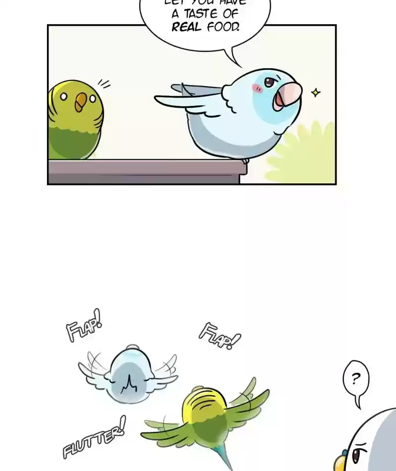 A Budgie's Life Chapter 267: Ep.266: