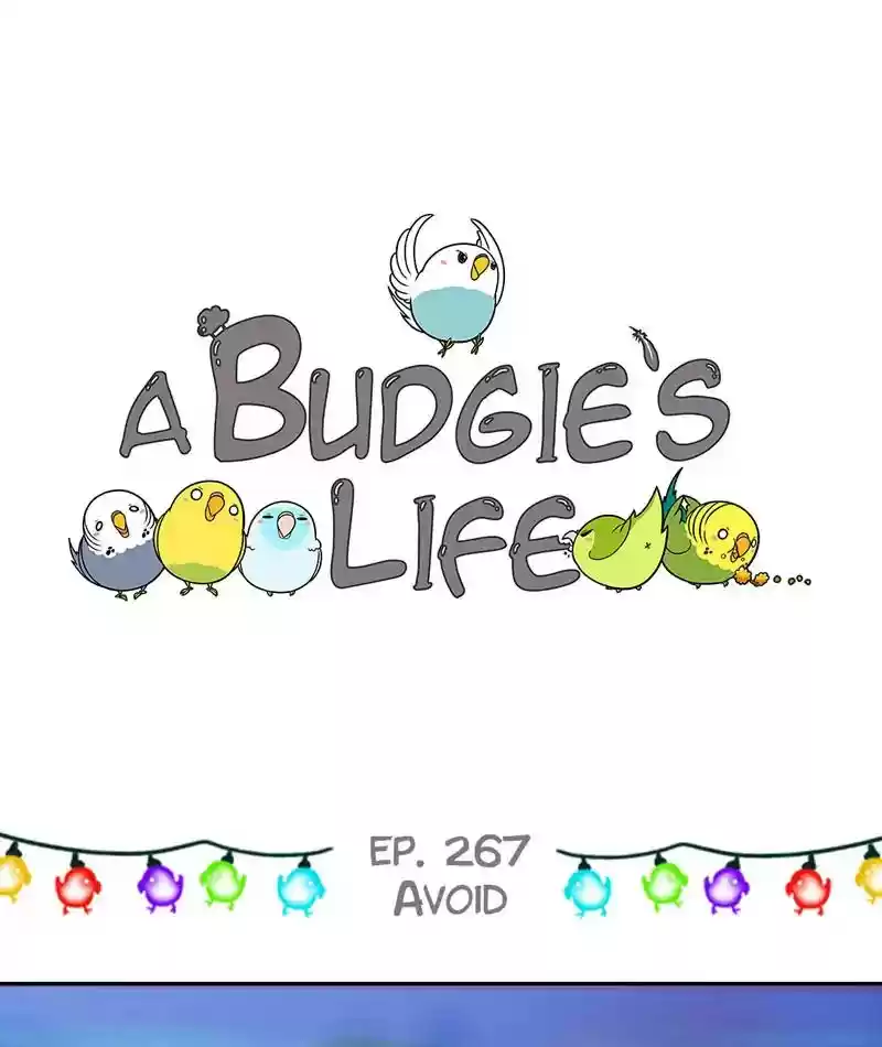 A Budgie's Life Chapter 268: Ep.267: