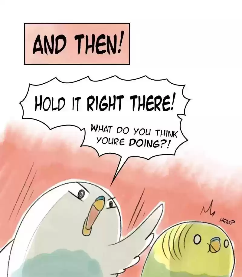A Budgie's Life Chapter 27: Ep.27: