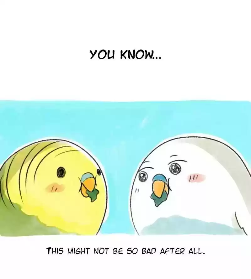 A Budgie's Life Chapter 27: Ep.27: