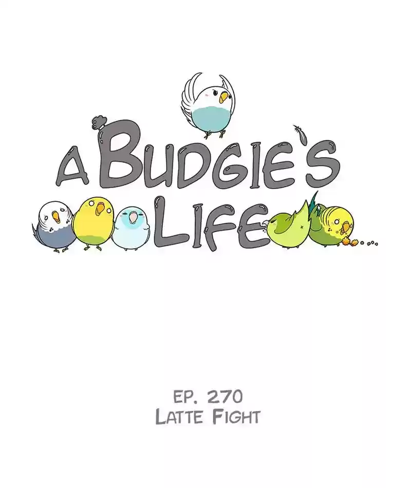 A Budgie's Life Chapter 271: Ep.270: