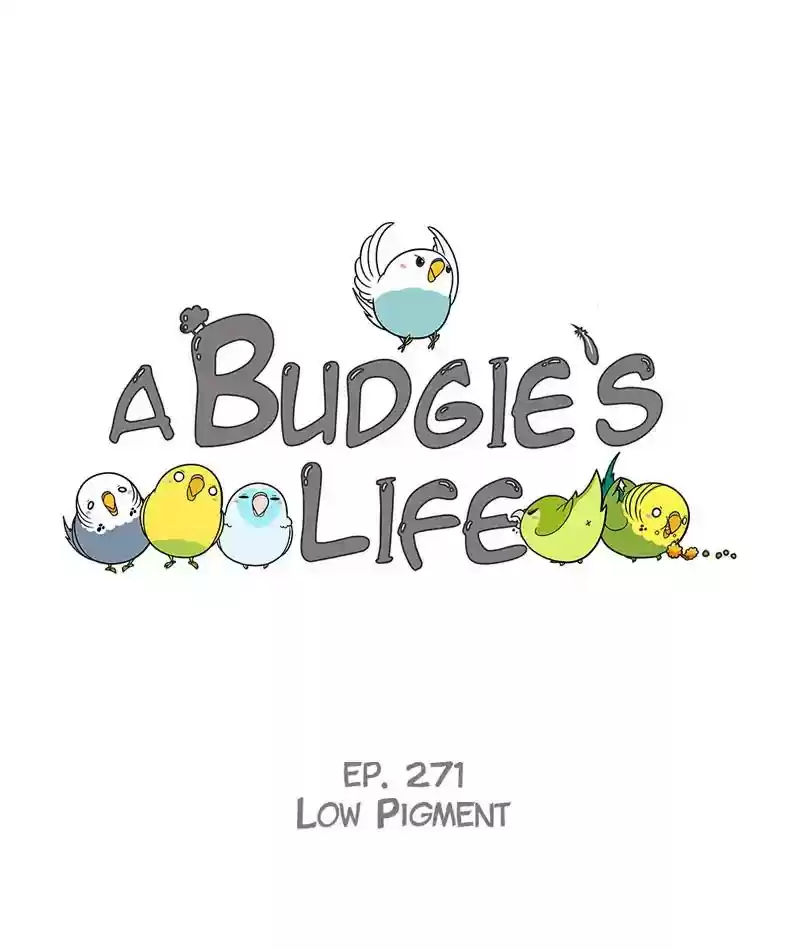 A Budgie's Life Chapter 272: Ep.271: