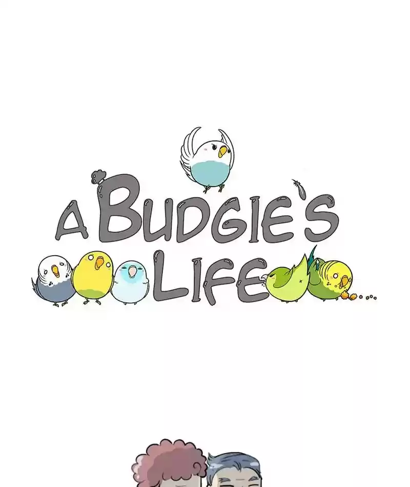 A Budgie's Life Chapter 273: Ep.272: