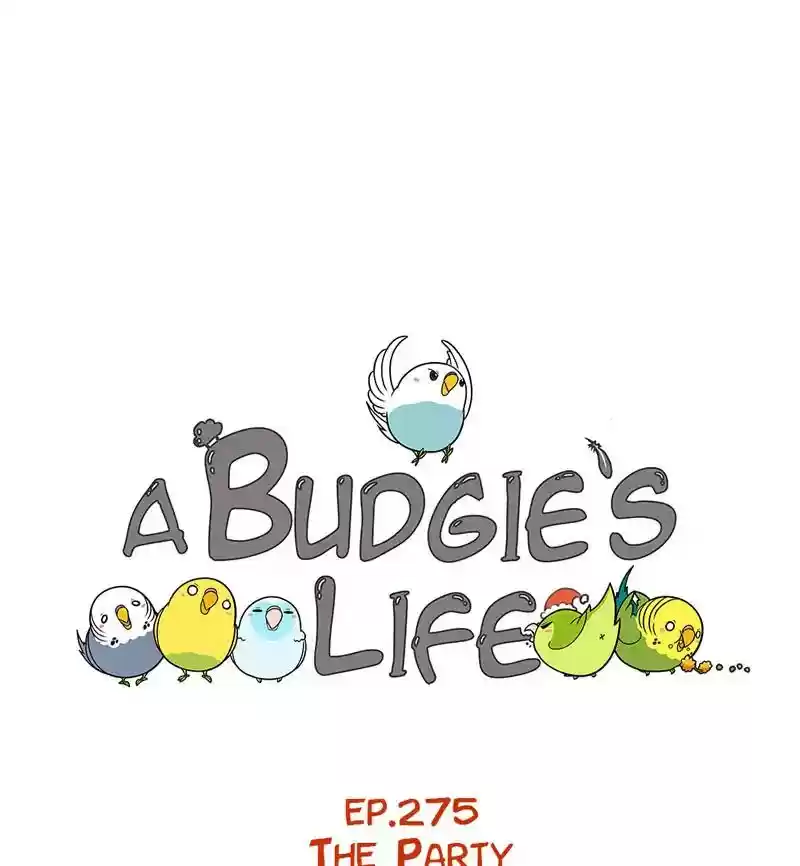 A Budgie's Life Chapter 276: Ep.275: